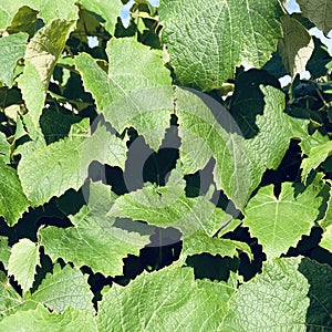 close up details view of the Grape wine leaves.