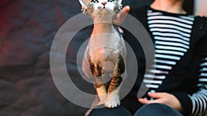 Close-up of a Devon Rex cat kneeling at the owner.