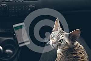 Close-up of Devon Rex cat . Lifestyle photo, road-trip concept.  Feline is travelling on owners lap in a car dark  with clack