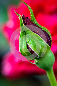 A close up of a dew covered dark red rose bud stands in front of an out of focus pink rose