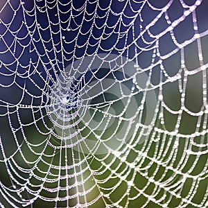 A close-up of a dew-covered spider web glistening in the morning sun1, Generative AI