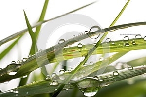 A close-up of a dew drop on a blade of grass, with the reflection of the surrounding environment visible in the drop.
