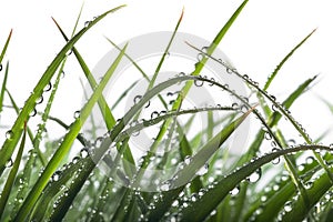 A close-up of a dew drop on a blade of grass, with the reflection of the surrounding environment visible in the drop.