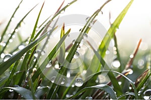 A close-up of a dew drop on a blade of grass, with the reflection of the surrounding environment visible in the drop.