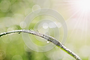 close up dew drop on green grass with sunlight