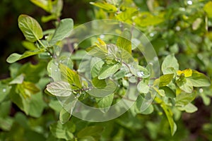 Close up dew drops on birch twigs concept photo. Young branches, stems in springtime