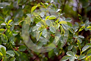 Close up dew drops on birch twigs concept photo. Young branches, stems in springtime