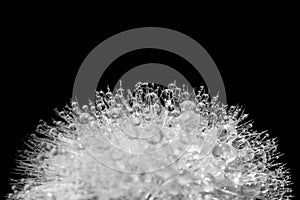 Close up of dew drops on a dandelion, black and white