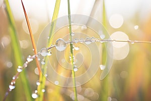 close-up of dew drops on feather reed grass blades