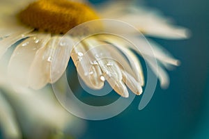 Close-up of dew drops on fresh flowers of a white chamomile. Macro shot. Shallow depth of field