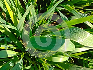 Close up of the Dew drops on the green grass.