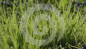 Close-up of dew drops on green grass