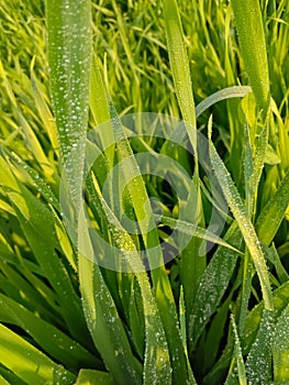 Close up of the Dew drops on the green grass.