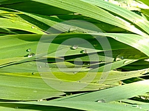 Close up of the Dew drops on the green grass.