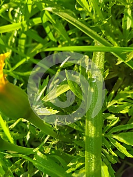 Close up of Dew drops on the green grass.Dew drops.Dew drops on grass.