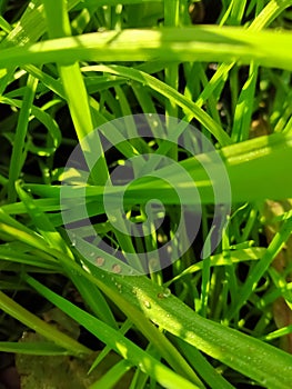 Close up of Dew drops on the green grass.Dew drops.Dew drops on grass.