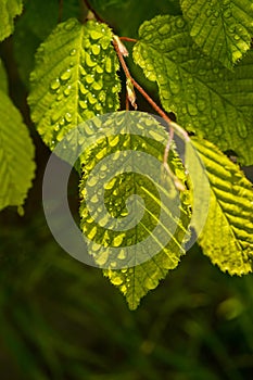 close up of dew drops on green leaf