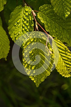 Close up of dew drops on a green leaf