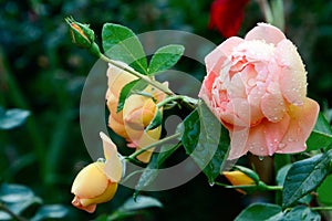 Close-up of dew drops on pink and yellow rose petals and green leaf. The background is blurred