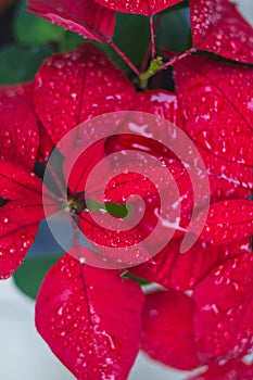 Close-up of dew drops on the red leaves of a plant, poinsettia