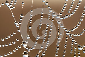 Close-up of dew drops on a spider web