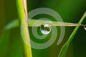 Close up Dew drops on spring grass