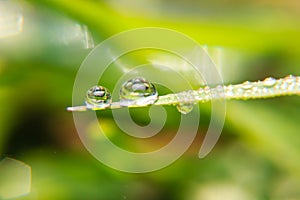 Close up Dew drops on spring grass