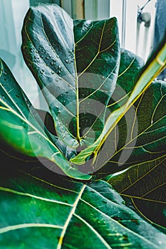Close up dew fresh green leaf