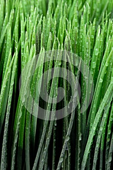Close up of dew on green grass