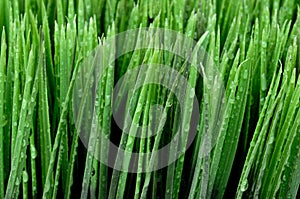 Close up of dew on green grass