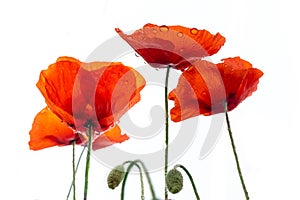 Close up of dew on red poppies isolated on white