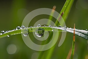 close-up of dewdrop on a blade of grass