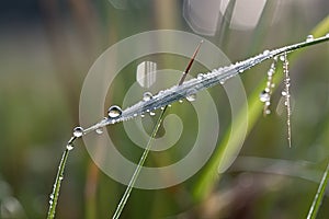close-up of dewdrop on blade of grass in misty meadow