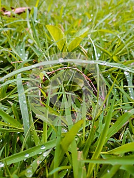 Close up of dewdrop on green grass