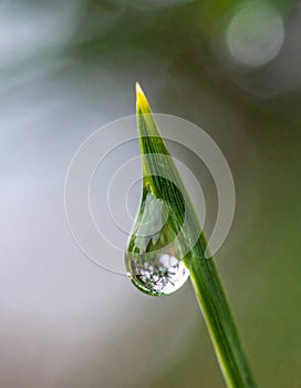 Close Up of Dewdrop on a Green Grass Blade