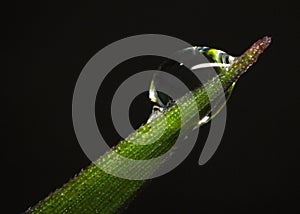 Close-up dewdrop on tip of the small plant leaf