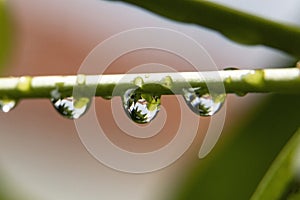 Close up - dewdrops on a green branch