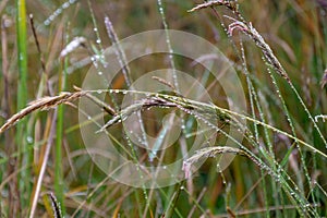 Close up of dewdrops hanging on the culm or stems of grass plants. Background of focus or blurred Background photo