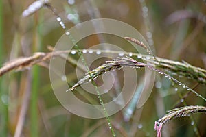 Close up of dewdrops hanging on the culm or stems of grass plants. Background of focus or blurred Background