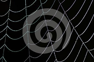 Close Up of a Dewy Spider Web