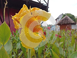 close up of dewy yellow flowers in the garden