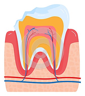 Close-up diagram of human tooth anatomy with enamel, dentin, pulp, and gums. Educational dental care and oral hygiene