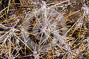 Close up of Diamond cholla / branched pencil cholla Cylindropuntia ramosissima, Joshua Tree National Park, California