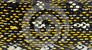 Close-up on Diamond python scales, snake
