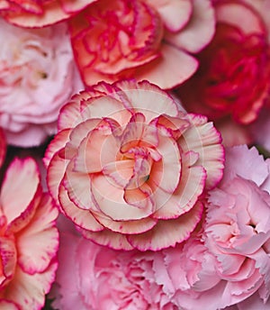 Close-up of a dianthus flower