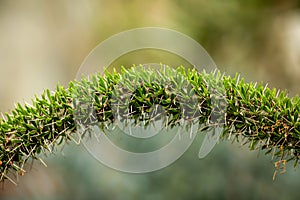 Close up of a Didierea trollii