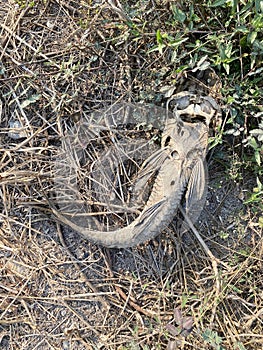 Die fish on the ground