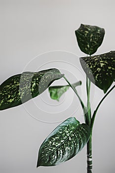 Close up of dieffenbachia home plant. Modern interior design with place for text