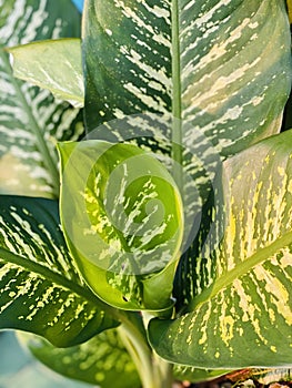 Close up dieffenbachia leaf tropical plant green with sunshine