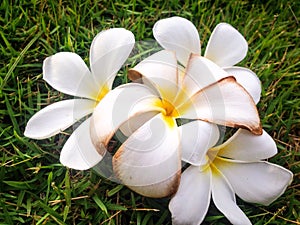 Close up difference plumeria flowers on green glass.